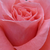 Narančasta - ružičasta - Floribunda ruže - Favorite®